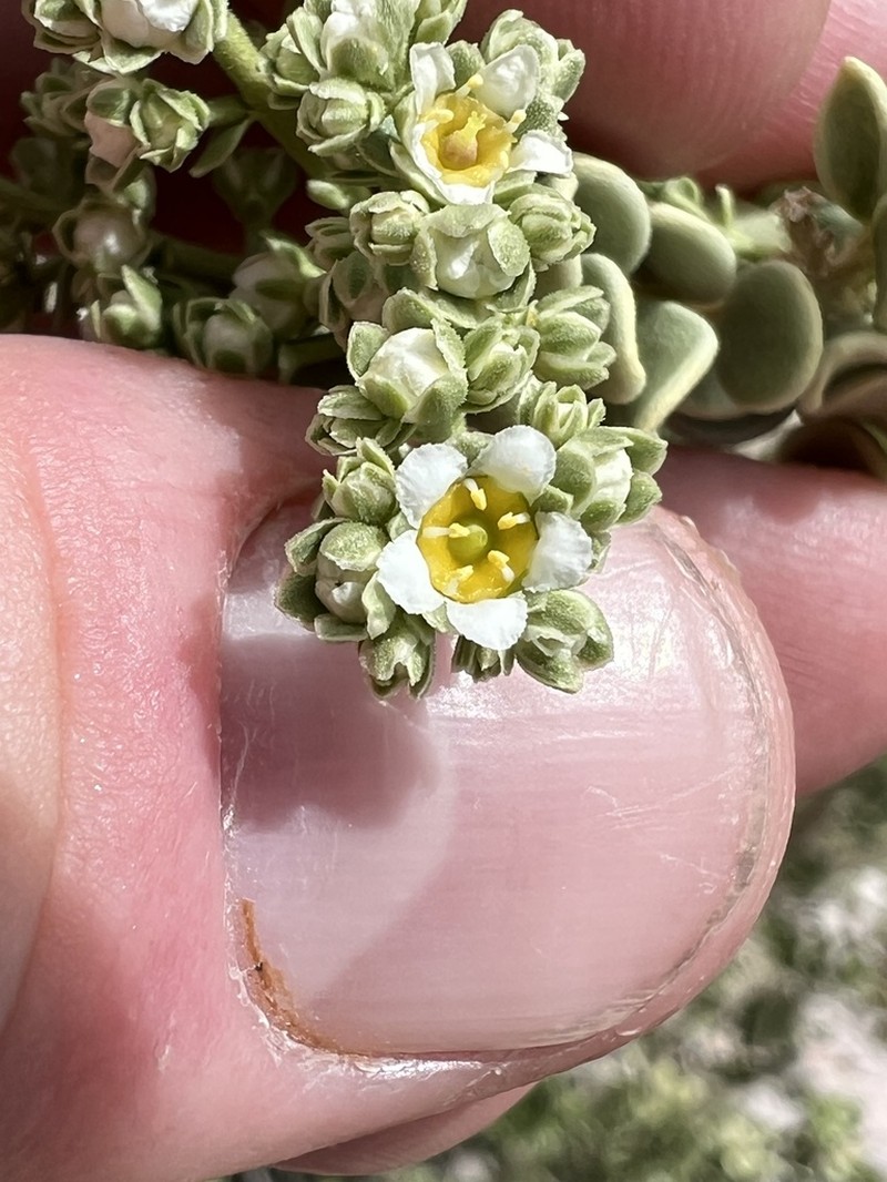 Utah Mortonia photo 7