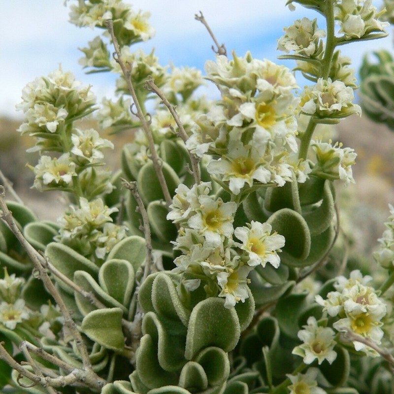 Utah Mortonia photo 8