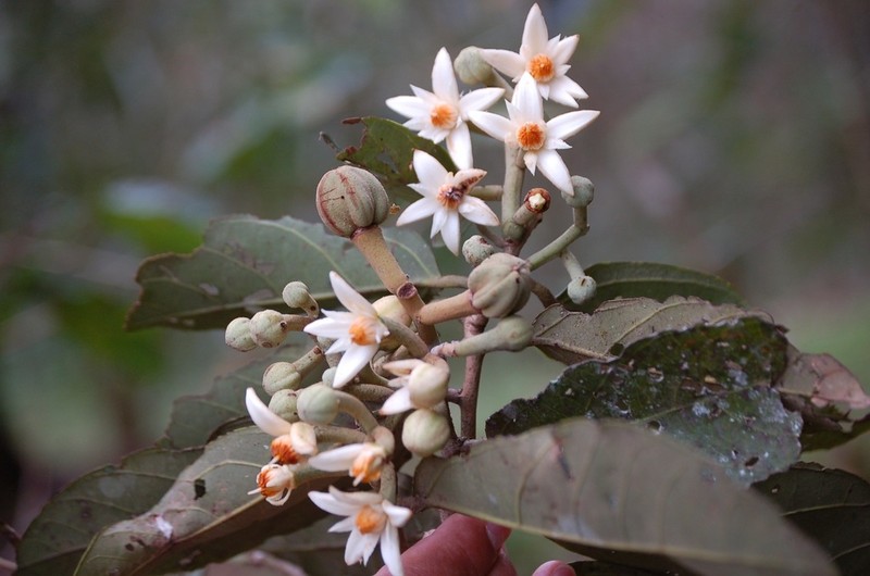 Mortoniodendron ocotense