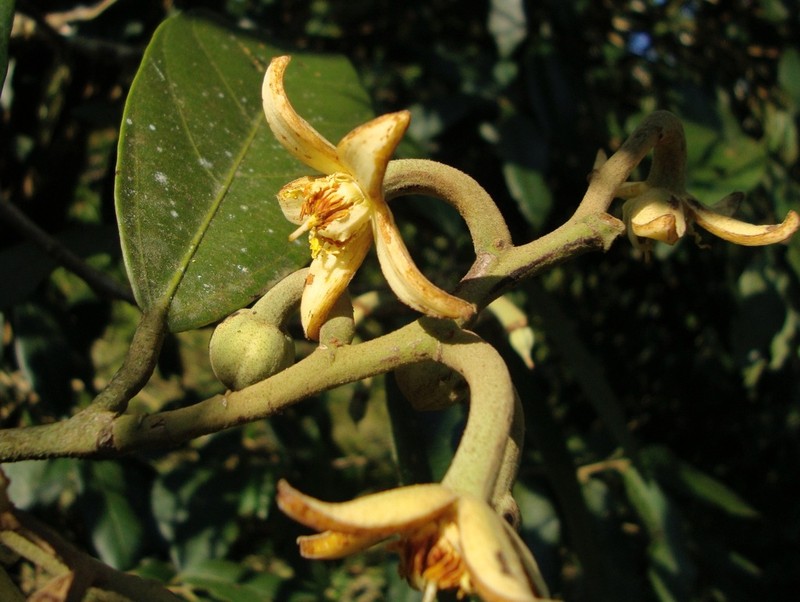Mortoniodendron ocotense photo 2