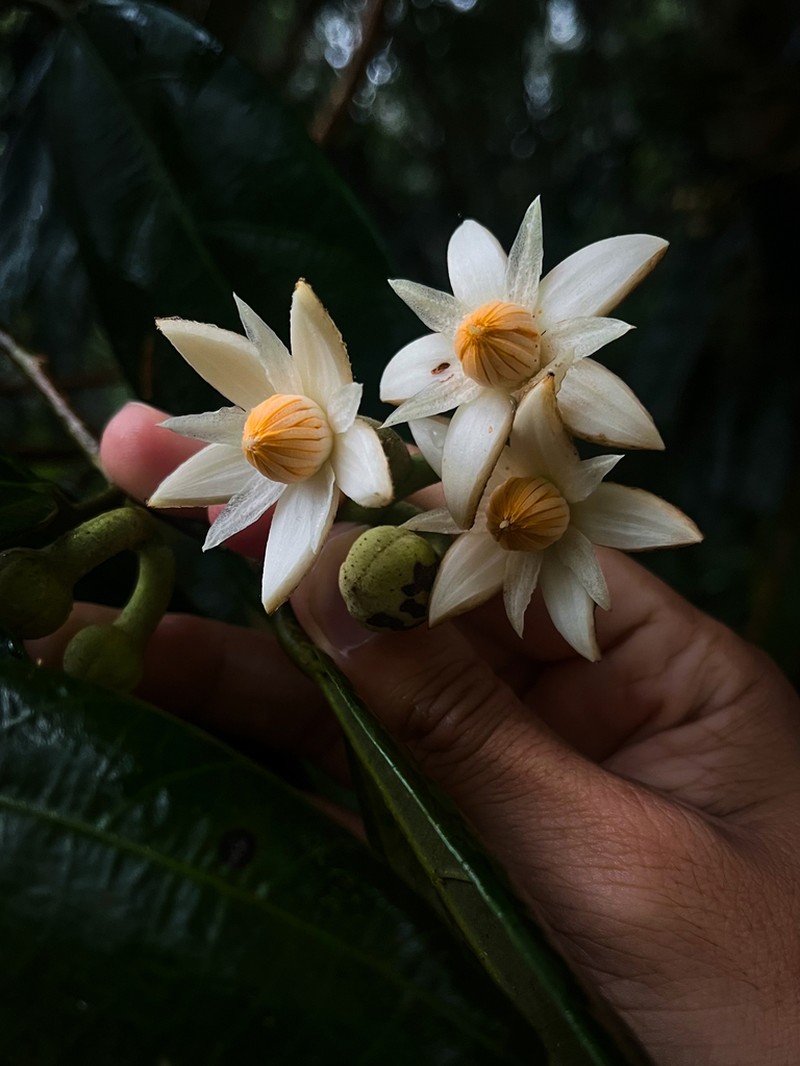 Mortoniodendron ocotense photo 3