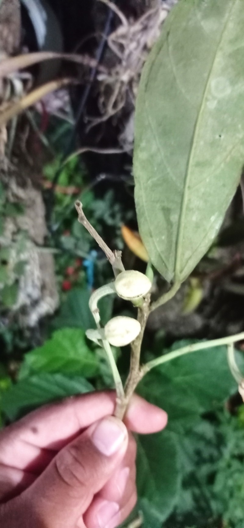 Mortoniodendron ocotense photo 4