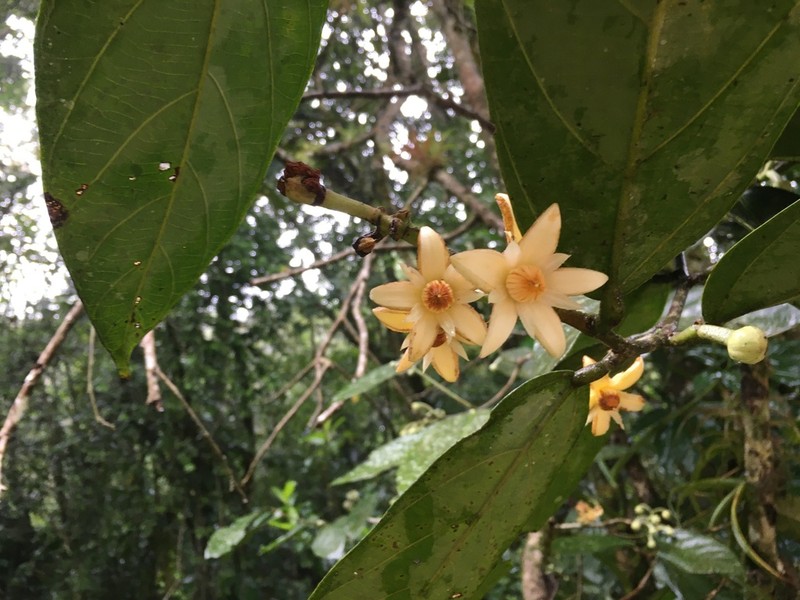 Mortoniodendron ocotense photo 5