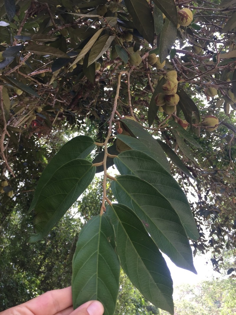 Mortoniodendron ocotense photo 6