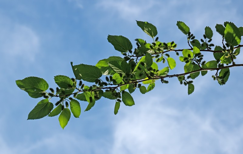 White Mulberry photo 2