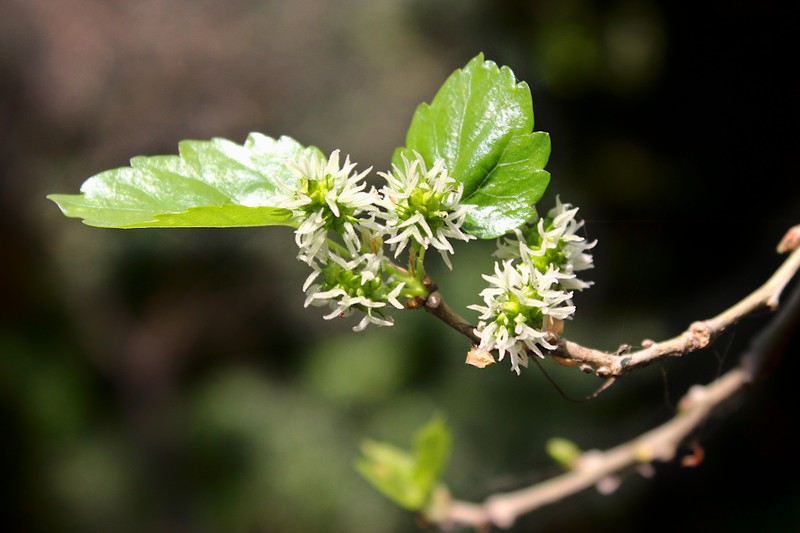 White Mulberry photo 4