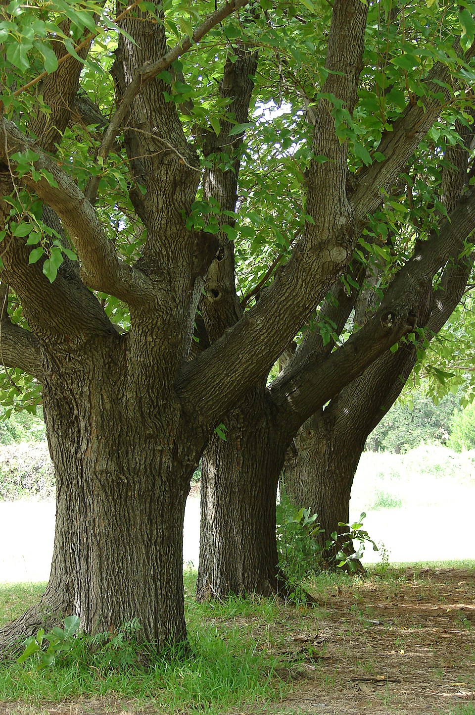 White Mulberry photo 5