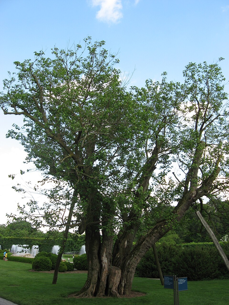 White Mulberry photo 6