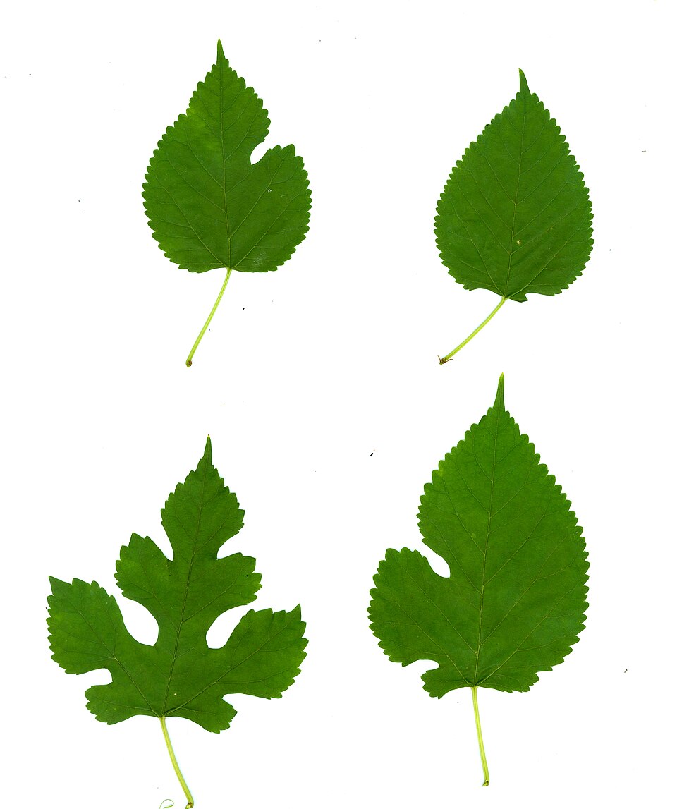 White Mulberry photo 7