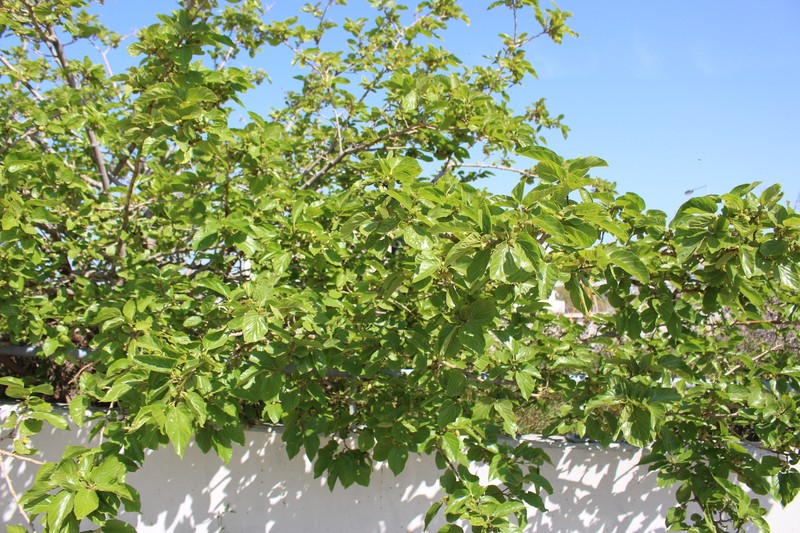 White Mulberry