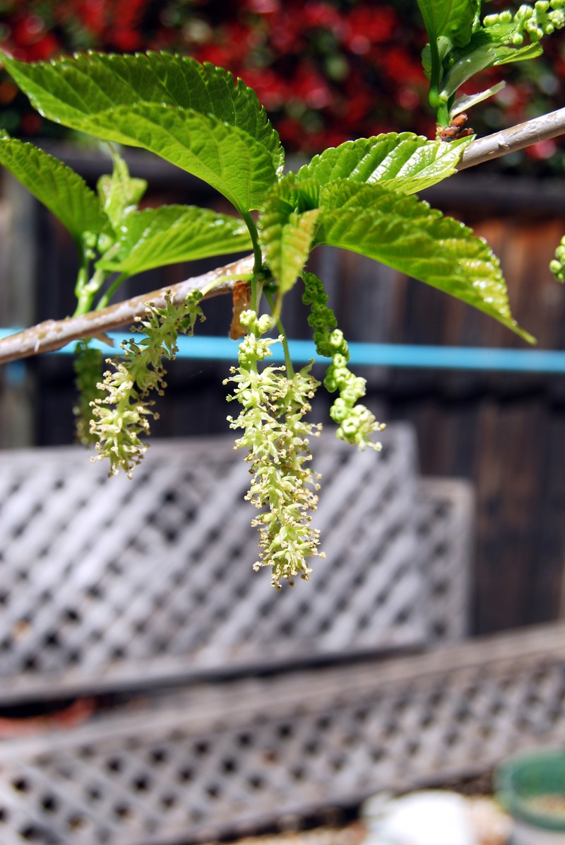 White Mulberry photo 8
