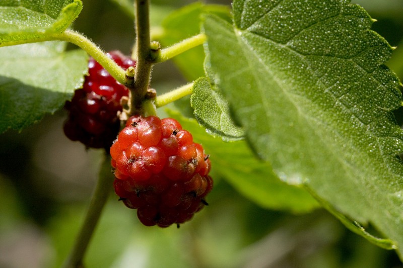 Texas Mulberry photo 2