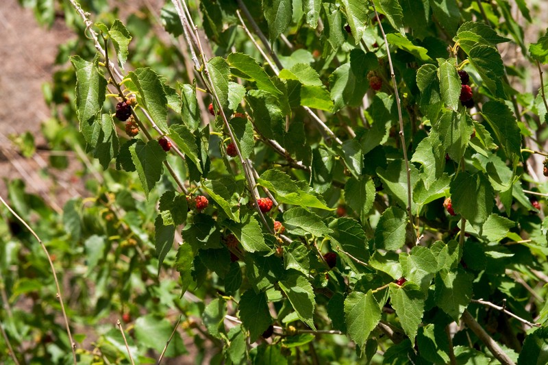 Texas Mulberry photo 3