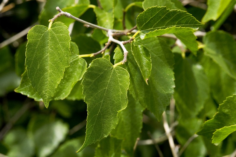 Texas Mulberry photo 4