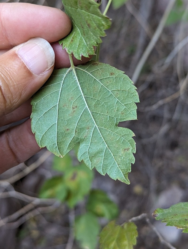 Texas Mulberry