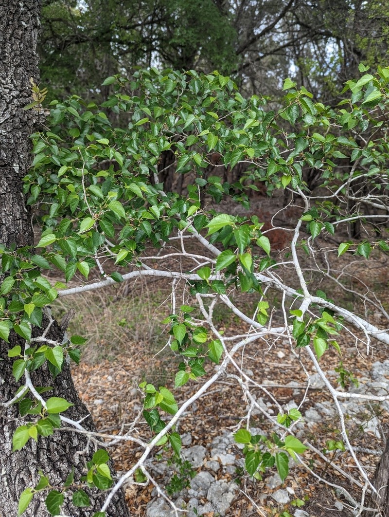 Texas Mulberry photo 2