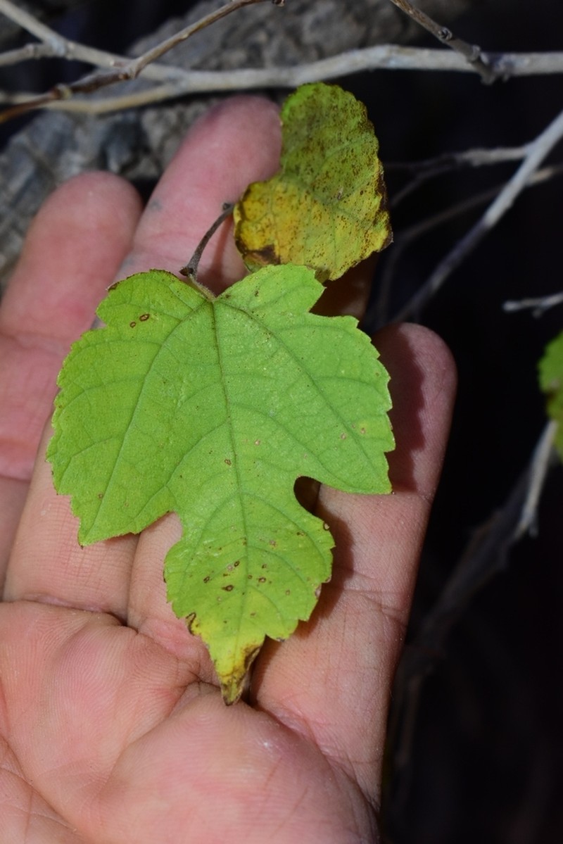 Texas Mulberry photo 3