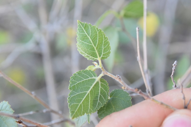 Texas Mulberry photo 4