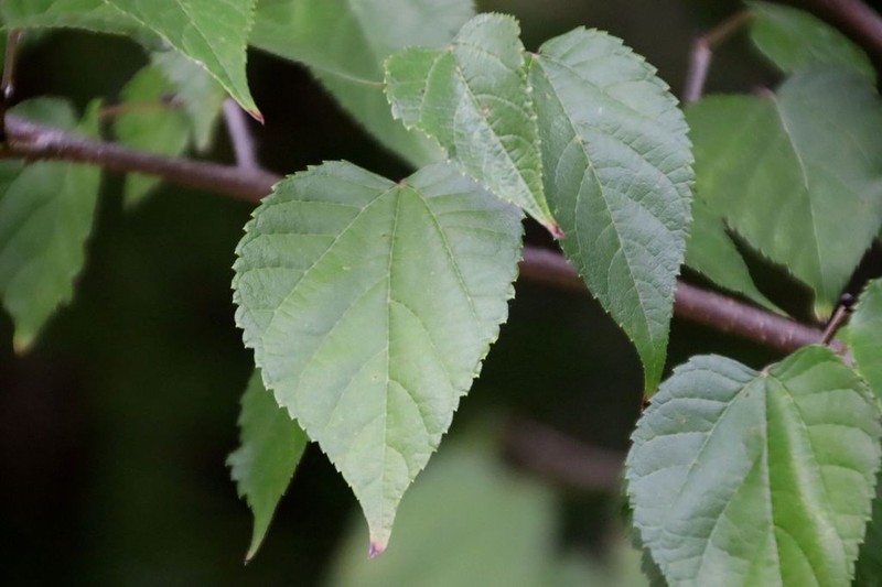 Texas Mulberry photo 5