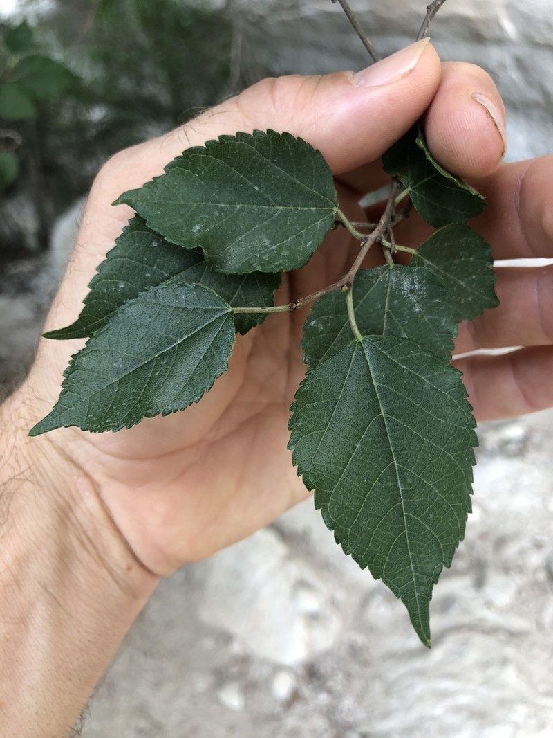 Texas Mulberry photo 6