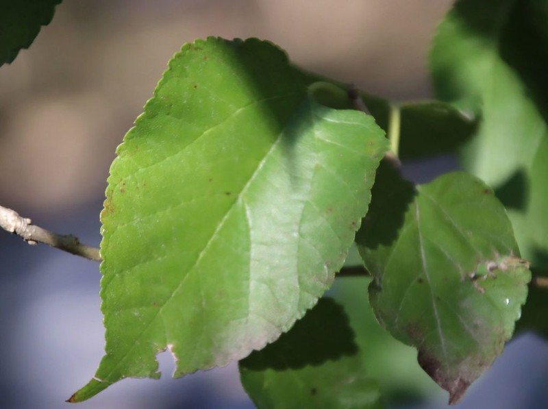 Texas Mulberry photo 7