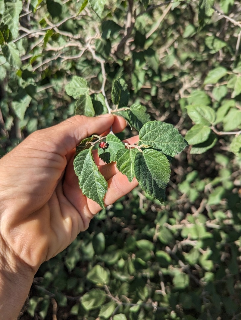 Texas Mulberry photo 8