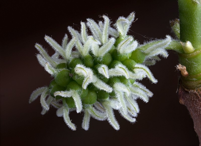 Black Mulberry photo 2