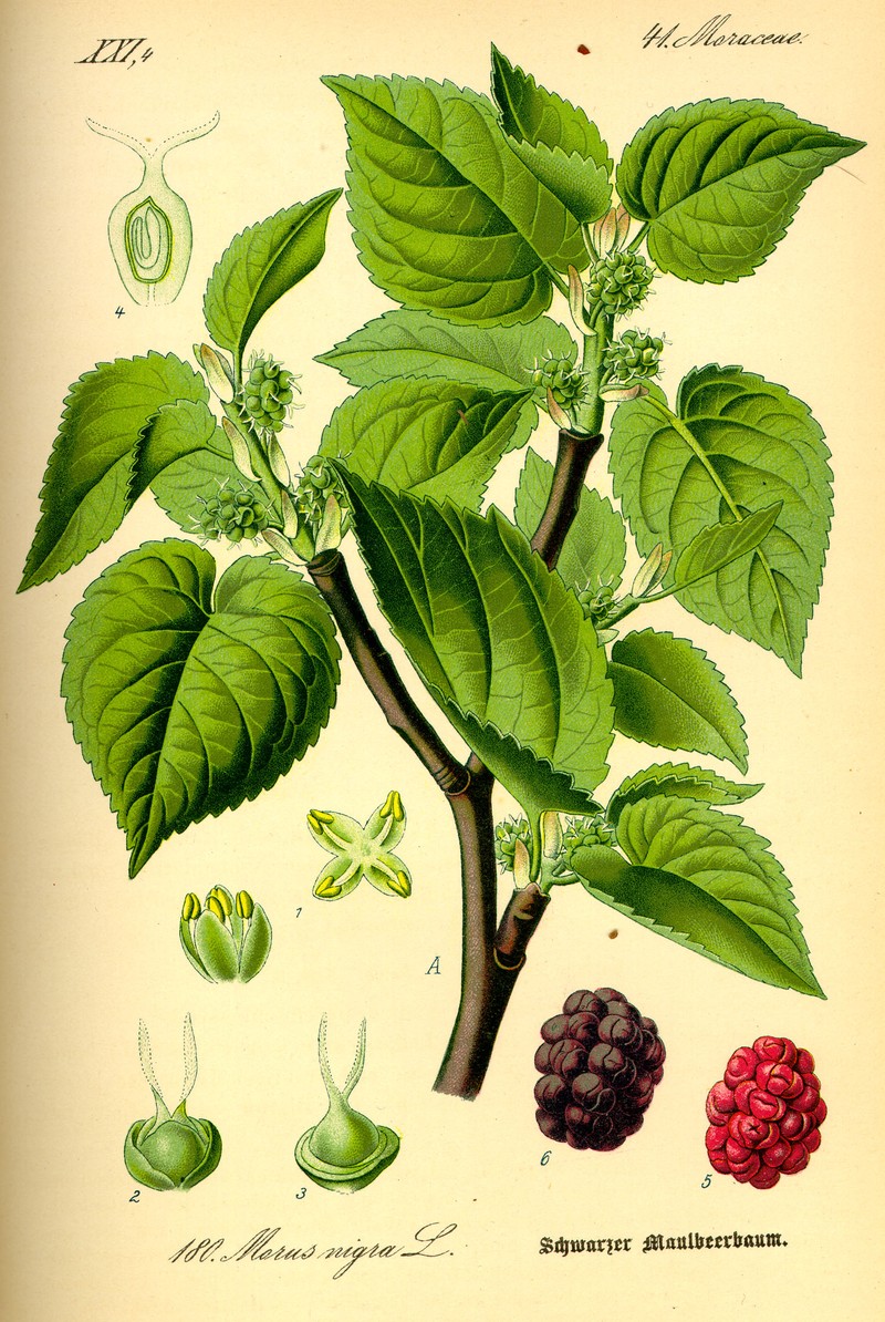 Black Mulberry