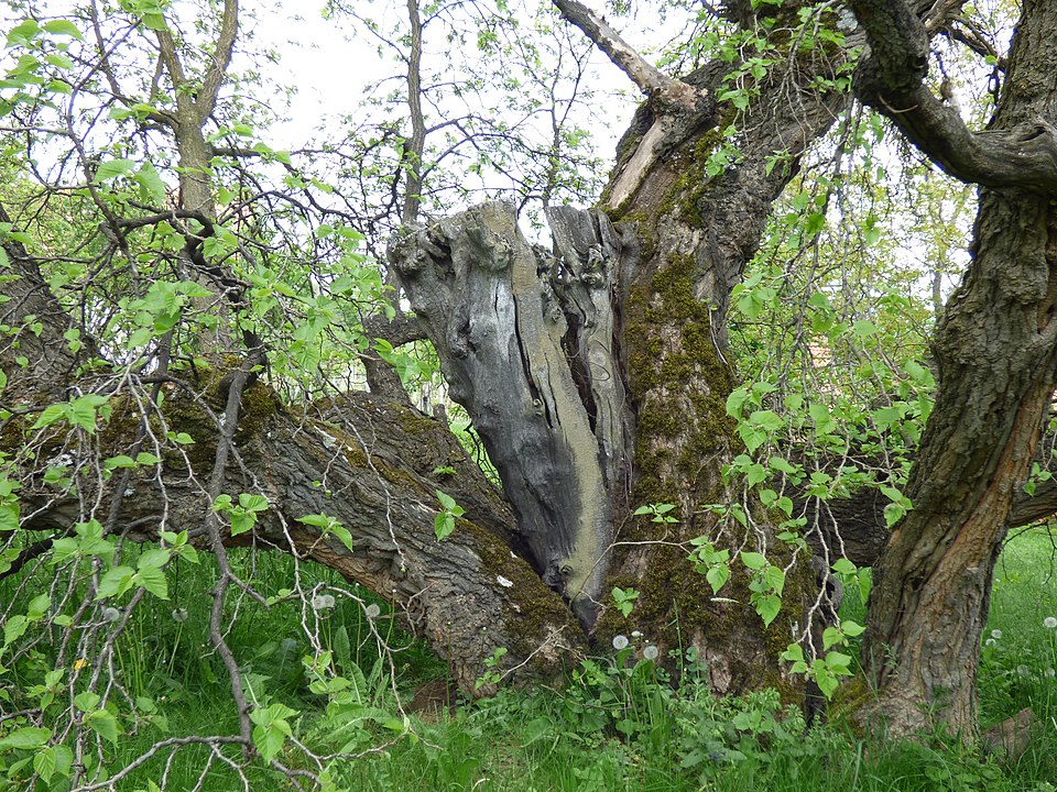 Black Mulberry photo 3