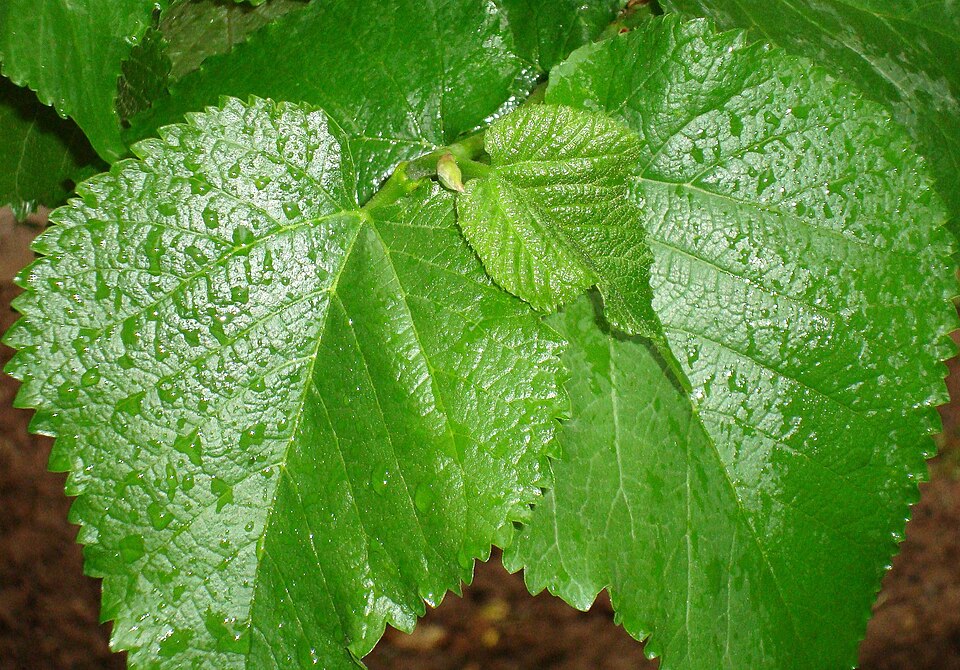 Black Mulberry photo 4