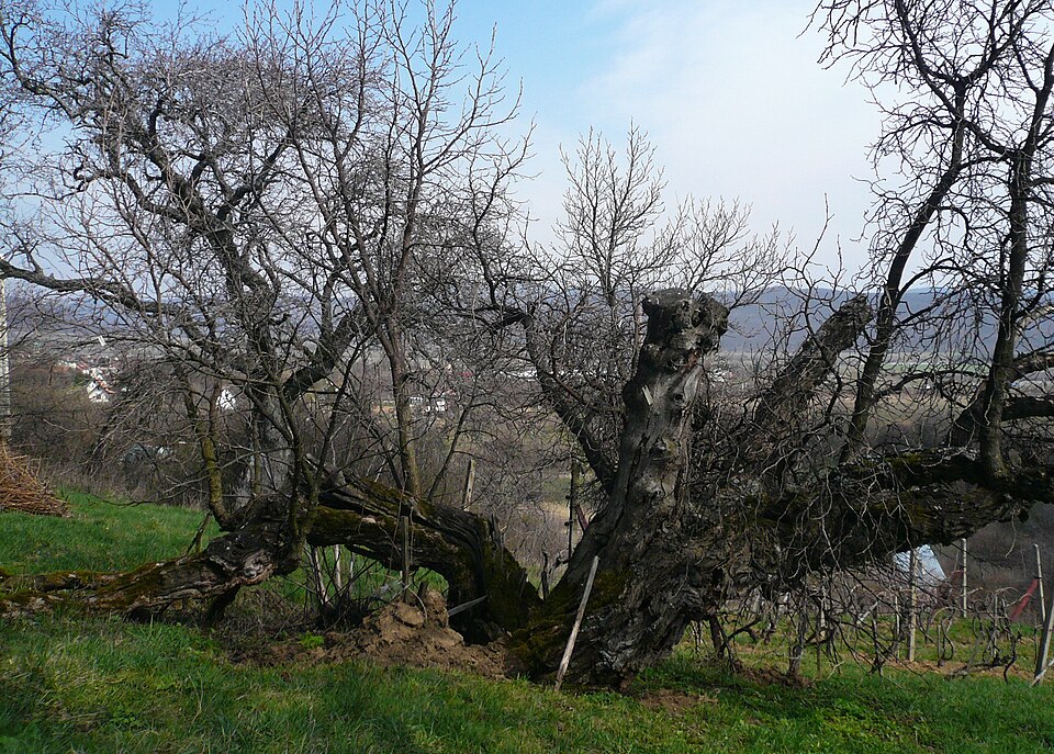 Black Mulberry photo 5
