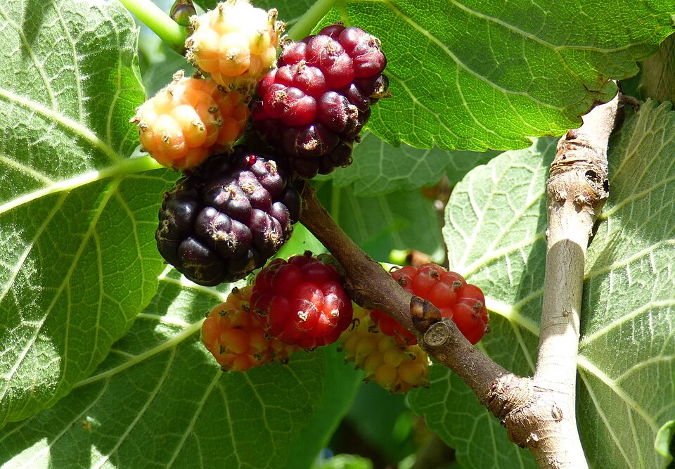 Black Mulberry photo 6