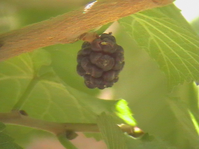 Black Mulberry photo 7
