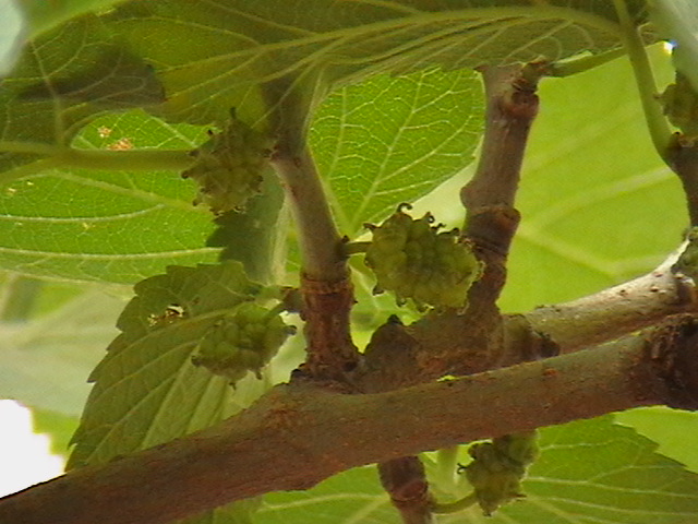 Black Mulberry photo 8
