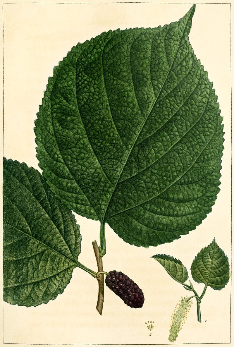Red Mulberry photo 2