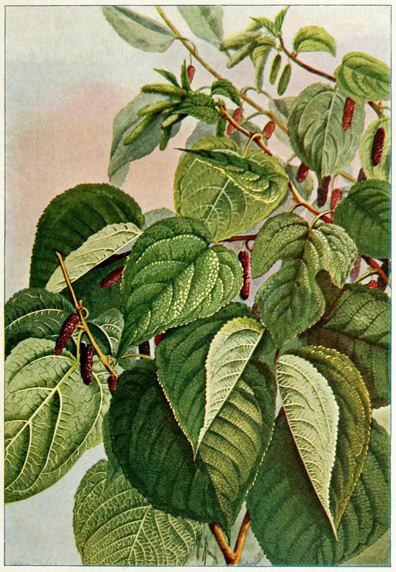 Red Mulberry photo 3