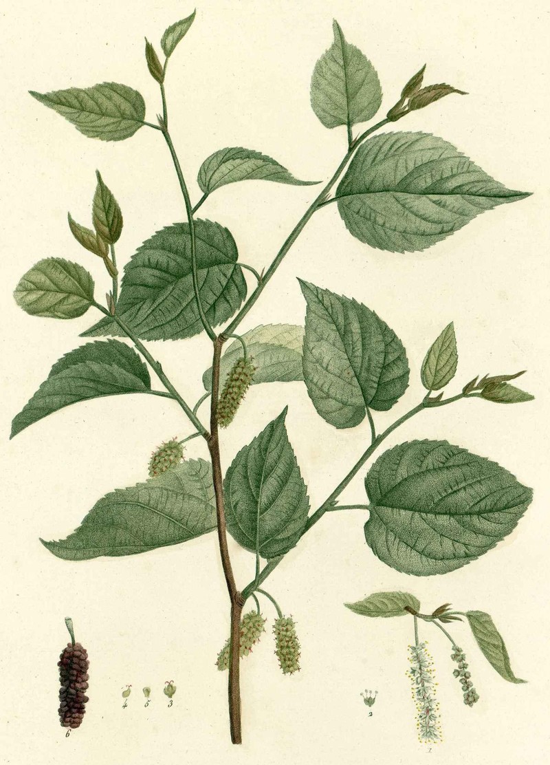 Red Mulberry photo 4
