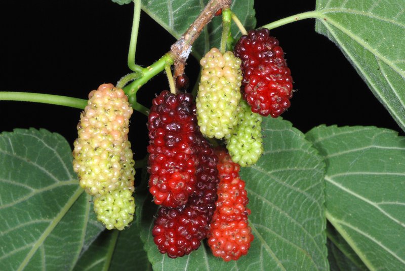 Red Mulberry photo 5