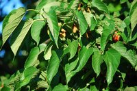 Red Mulberry