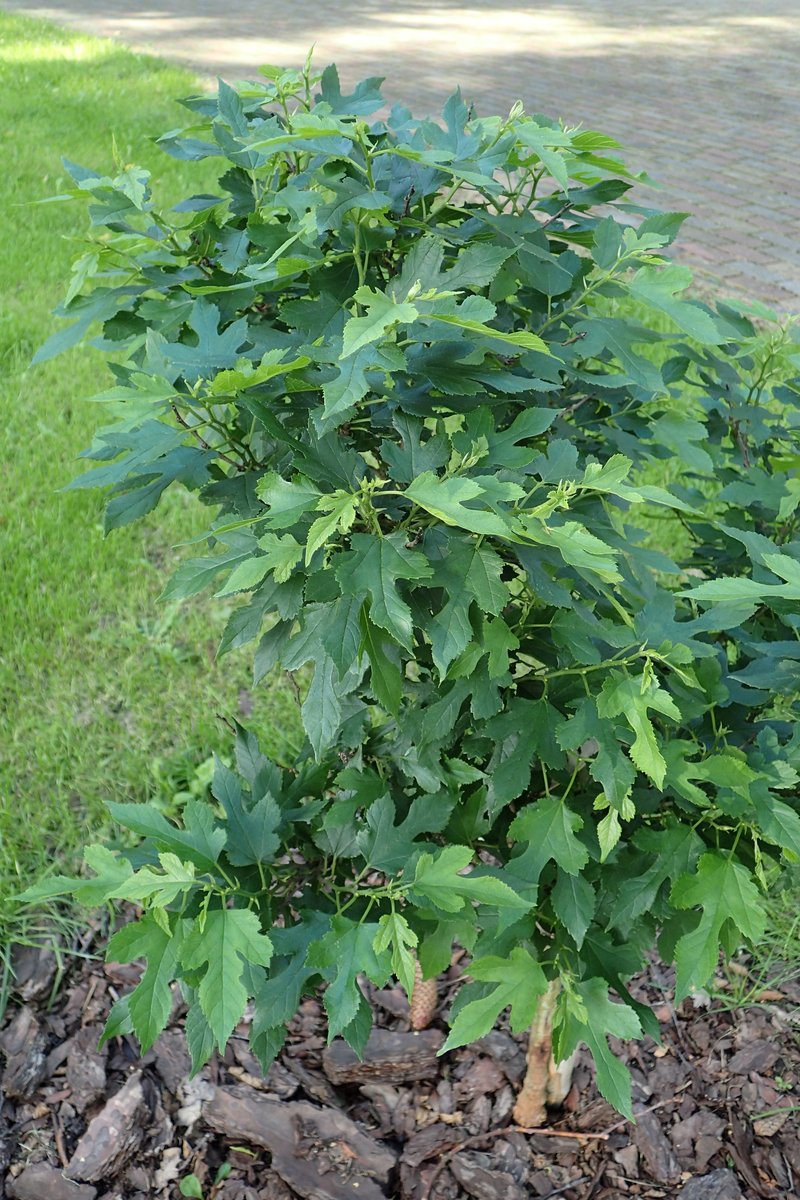 Red Mulberry photo 6