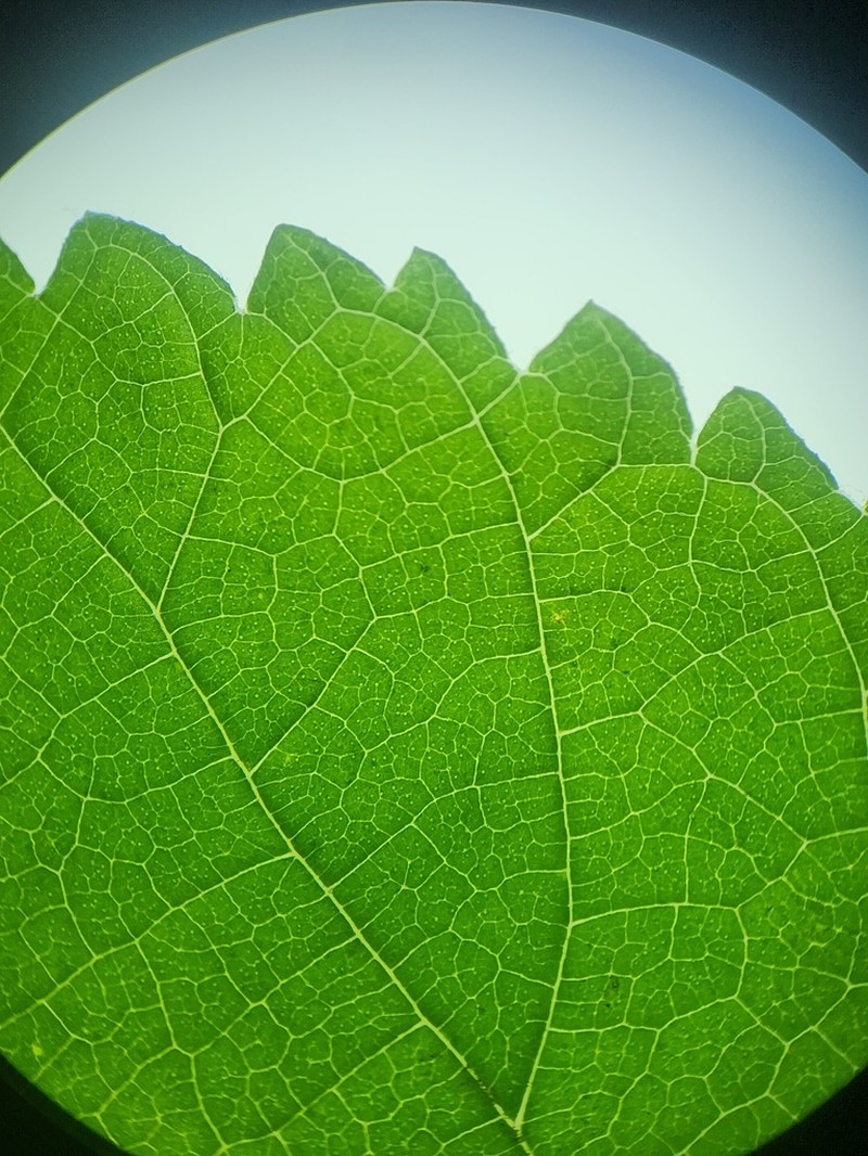Red Mulberry photo 5