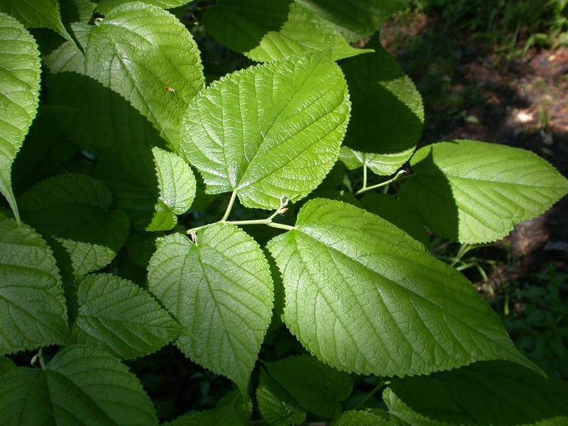 Red Mulberry photo 6