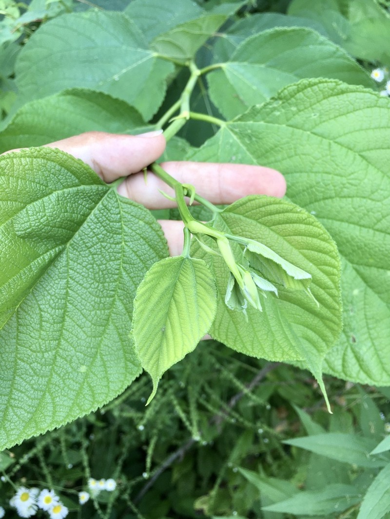 Red Mulberry photo 7