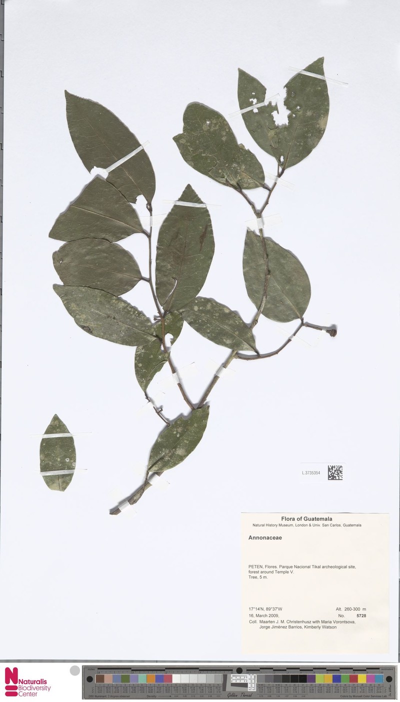 Mosannona depressa subsp. depressa