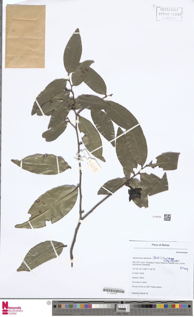 Mosannona depressa subsp. depressa photo 2