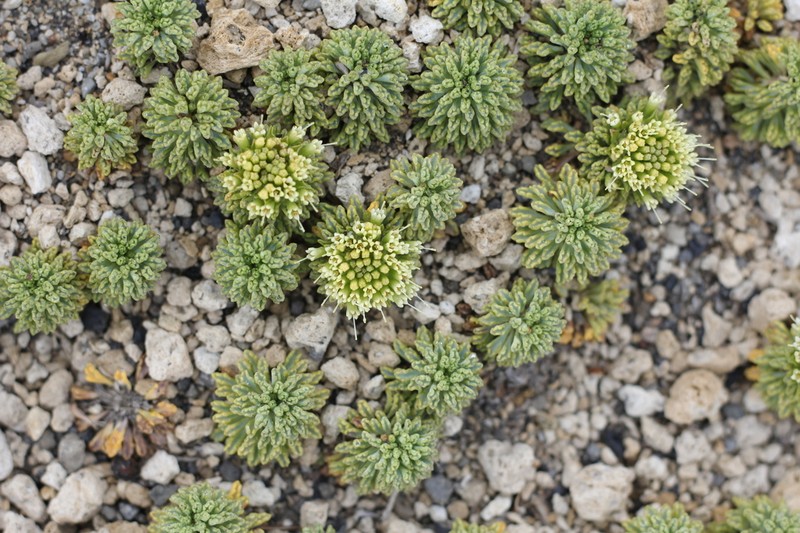 Moschopsis dentata