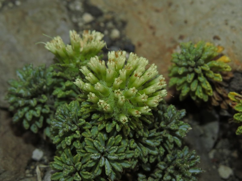 Moschopsis dentata photo 2