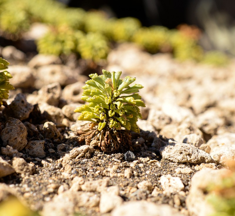 Moschopsis dentata photo 3