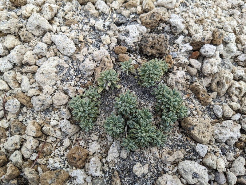 Moschopsis dentata photo 4