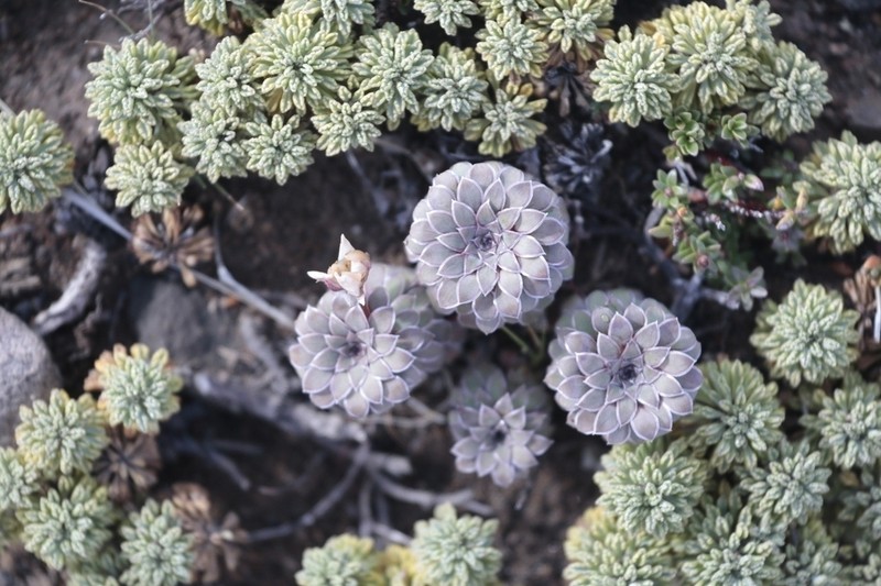 Moschopsis dentata photo 5
